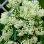 Asclepias Ice Ballet Milkweed