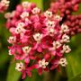 Asclepias Soulmate Milkweed