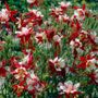 Aquilegia Crimson Star Columbine