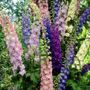 Delphinium Giant Cottage Style Mixed Larkspur