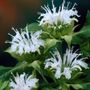 Monarda Ice Out Bee Balm