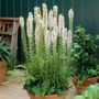 Liatris White Blazing Star Bulbs
