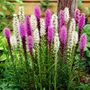 Liatris Mixed Blazing Star Bulbs
