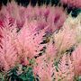 Astilbe Peaches and Cream False Spirea