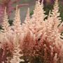 Astilbe Saras Coral False Spirea