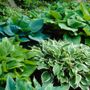 Hosta Premium Blend Plantain Lily