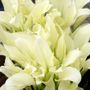 Hosta White Feather Plantain Lily