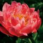 Coral Charm Peony