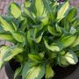 Hosta Whirlwind Plantain Lily