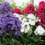 Phlox Patriotic Festival Blend