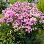 Phlox Starburst