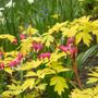 Dicentra Gold Heart Bleeding Heart