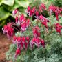 Dicentra Fire Island Bleeding Heart