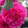 Alcea Double Pink Hollyhock