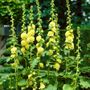 Alcea Yellow Hollyhock