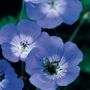 Geranium Rozanne