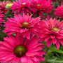 Echinacea SunSeekers&reg; Sweet Fuchsia Coneflower