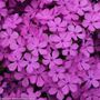 Phlox Candy Cloud&trade; Dark Pink Creeping Phlox