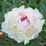 Paeonia Madame de Verneville Peony