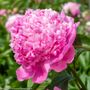 Paeonia Monsieur Jules Elie Peony
