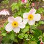 Anemone Dainty Swan Windflower