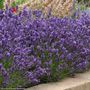 Lavandula SuperBlue English Lavender