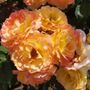 Ruffled Romance Floribunda Rose