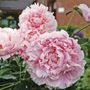 Sarah Bernhardt Peony