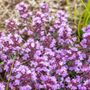 Thymus Elfin Creeping Thyme