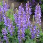 Salvia Sky Blue Marvel Ornamental Sage