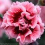Dianthus Scent First&reg; Sugar Plum