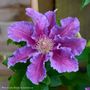 Clematis Baroness Fookes&trade;