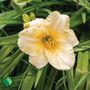 Hemerocallis Everydaylily&reg; Cream&reg; Daylily