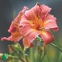 Hemerocallis Everydaylily&reg; Pink Cream&reg; Daylily