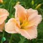 Hemerocallis Platinum Palette&trade; Pilgrim Pride Daylily