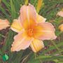 Hemerocallis Mini Pearl Daylily