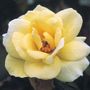 J. P. Connell Shrub Rose