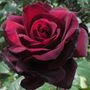 Sealed With a Kiss Hybrid Tea Rose