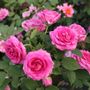 Raspberry Cupcake&trade; Hybrid Tea Rose