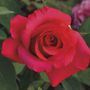 April Moon&reg; Hybrid Tea Rose
