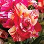 Daring Spirit&reg; Hybrid Tea Rose