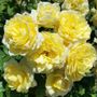 Lemon Burst Floribunda Rose