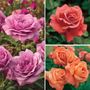 Fragrant Mixed Color Garden Roses Collection