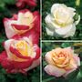 Historic Hybrid Tea Roses Collection