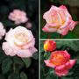 Cut Flower Hybrid Tea Roses Collection