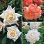Big-Bloom Garden Roses Collection