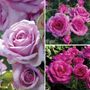 Lovely Lavender Garden Roses Collection