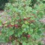 Aronia Berry Scape&reg; Red Aronia