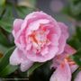 Camellia Just Chill&reg; Double Pink