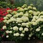 Hydrangea Incrediball Storm Proof&trade; Smooth Hydrangea